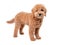 Mini golden doodle puppy in a white background looking to the camera