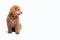 Mini golden doodle puppy in a white background looking to the side