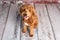 Mini goldendoodle, golden doodle puppy