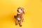 Mini goldendoodle, golden doodle puppy on yellow