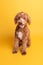 Mini goldendoodle, golden doodle puppy on yellow