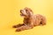 Mini goldendoodle, golden doodle puppy on yellow