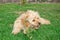 Mini Goldendoodle puppy dog â€‹â€‹walks outdoors on a green lawn