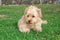 Mini Goldendoodle puppy dog â€‹â€‹walks outdoors on a green lawn
