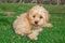 Mini Goldendoodle puppy dog â€‹â€‹walks outdoors on a green lawn