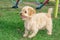 Mini Goldendoodle puppy dog â€‹â€‹walks outdoors on a green lawn