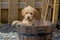 Mini Goldendoodle puppy showing cuteness