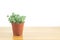 Mini Green Crassula Succulent Flowering Plants Pot