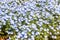 Mini group of flower purple and white Nemophila spring flower in