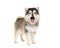 Mini husky pomsky puppy standing with open mouth as speakin