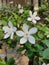 Mini jasmine ornamental plants are also as rombusa