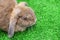 Mini lop brown rabbit head sleeping on green grass