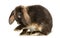 Mini lop rabbit washes, isolated