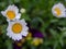 Mini-marguerite Flowers, white petals, beautiful yellow stamens, grow on green grass fields.