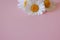 Mini marguerite isolated on a pink background.