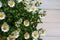 Mini marguerite isolated on a wooden background.