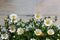 Mini marguerite isolated on a wooden background.