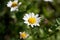 Mini marguerite, Leucanthemum paludosum