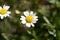 Mini marguerite, Leucanthemum paludosum