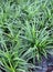 Mini Mondo Grass in the plastic black bag of nursery plants. Snakes Beard plant is a dense herbaceous evergreen perennial grass.