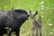 Mini Mule Foal