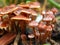 Mini mushroom forest ltitle fungi