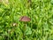 Mini mushroom grows on a green meadow