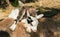 Mini nigeria dwarf goats sleeping up their mom