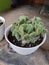 A Mini Opuntia Tuna Cactus in a White Pot