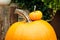 A mini orange pumpkin on one bigger at the autumn at outdoor farmers market