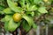 Mini oranges in garden, Kumquats.