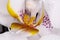Mini orchid Ceramic Flower