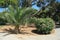 Mini Palm Tree and Bush Gardens Outside Mdina, Malta