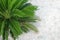 Mini palm tree green on white sand background.