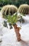 mini palm tree with two round cactuses