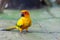 The mini parrot bird on floor