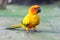 The mini parrot bird on floor