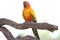 The mini parrot bird is sleep on stick tree