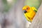 The mini parrot bird on stick tree