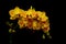 Mini phalaenopsis topaz yellow orchids against black background