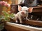 Mini pig playing toy piano with camera