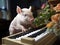 Mini pig playing toy piano with camera