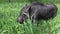 Mini pig walks on the grass. 2019-the year of the earth pig