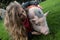 Mini pig walks in a green grass park