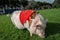 Mini pig walks in a green grass park