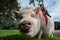 Mini pig walks in a green grass park