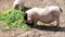 Mini pigs eating grass, teacup pig