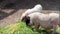 Mini pigs eating grass, teacup pig