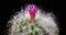 Mini-Pink Colorful Flower Timelapse of Blooming Cactus Opening