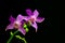 Mini pink phalaenopsis orchids against dark background